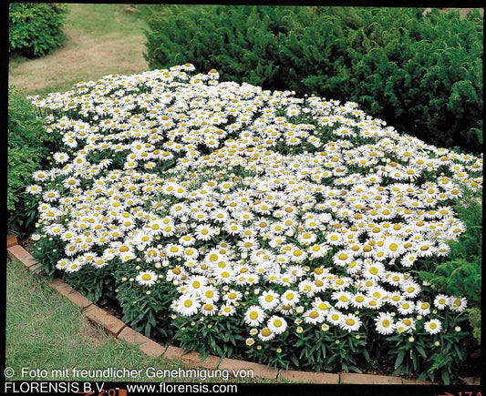 Kompakte Sommer-Margerite 'Snow Lady' (Leucanthemum x superb.)