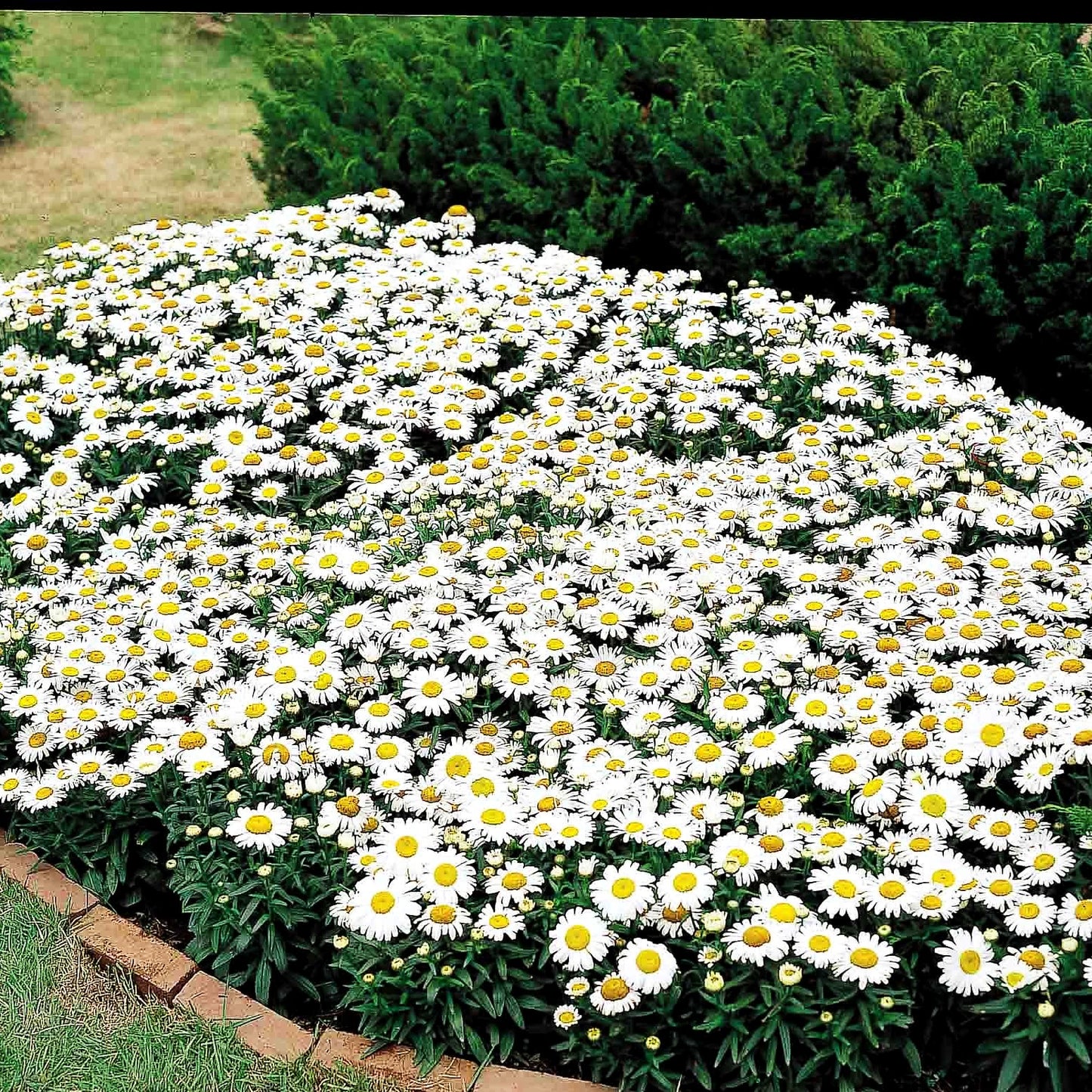 Kompakte Sommer-Margerite 'Snow Lady' (Leucanthemum x superb.)