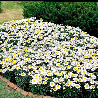 Kompakte Sommer-Margerite 'Snow Lady' (Leucanthemum x superb.)