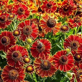 Kompakte Sonnenbraut 'Bandera' (Helenium autum. Mariachi-Ser.)