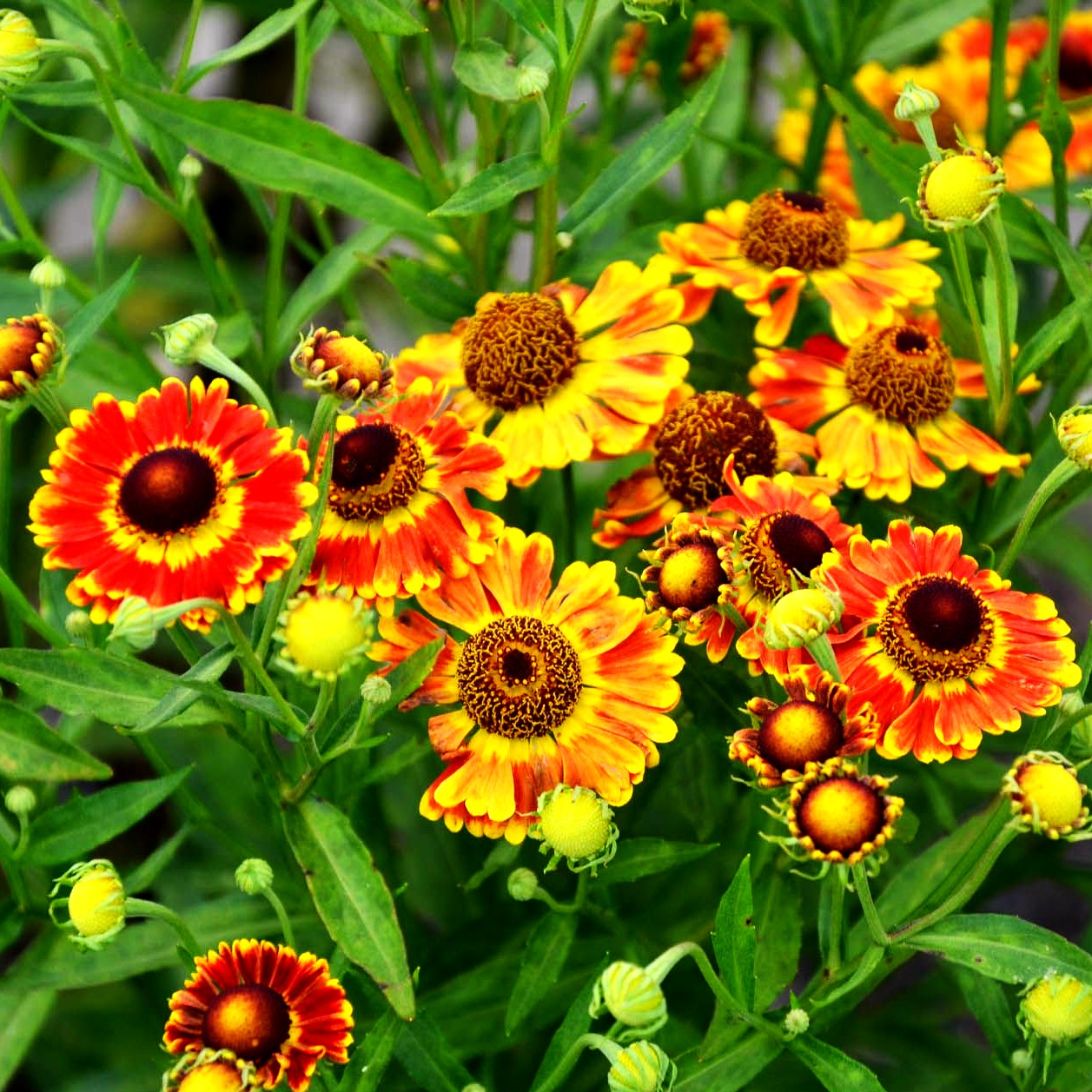Kompakte Sonnenbraut 'Fuego' (Helenium autum. Mariachi-Ser.)