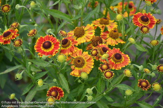 Kompakte Sonnenbraut 'Fuego' (Helenium autum. Mariachi-Ser.)
