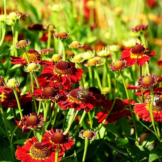 Kompakte Sonnenbraut 'Siesta' (Helenium autum. Mariachi-Ser.)