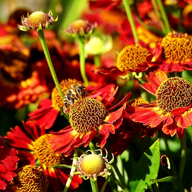 Kompakte Sonnenbraut 'Siesta' (Helenium autum. Mariachi-Ser.)
