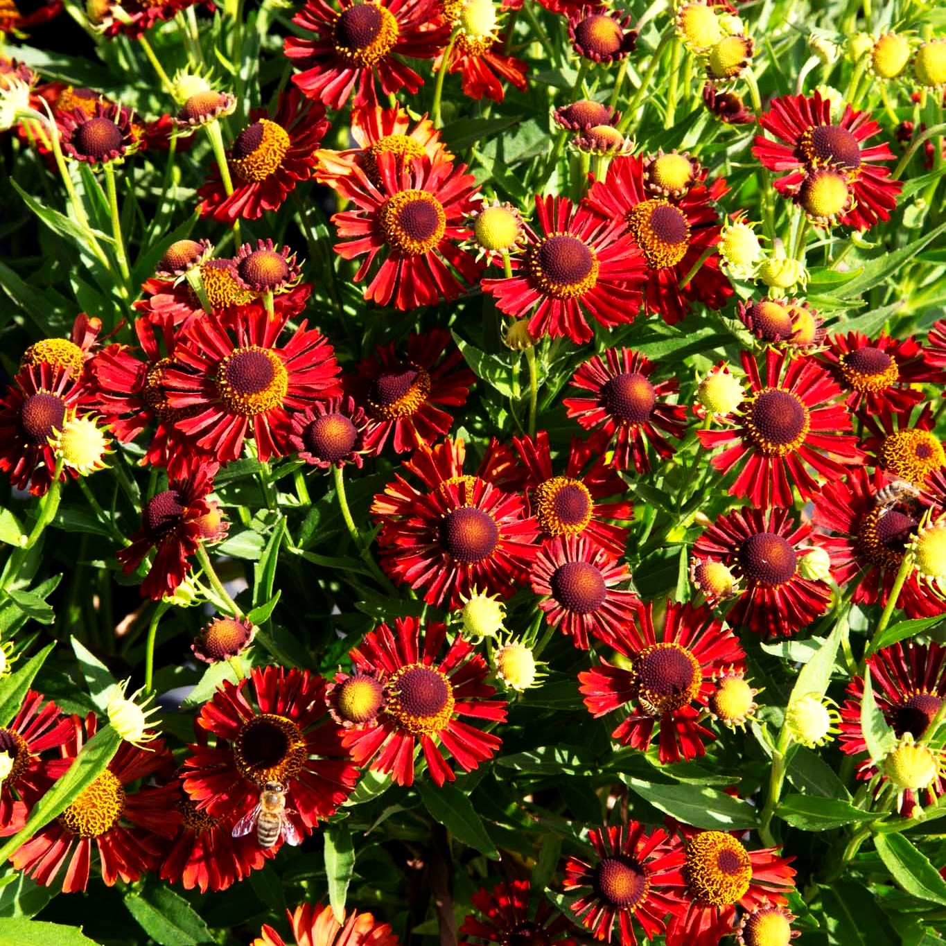 Kompakte Sonnenbraut 'Siesta' (Helenium autum. Mariachi-Ser.)