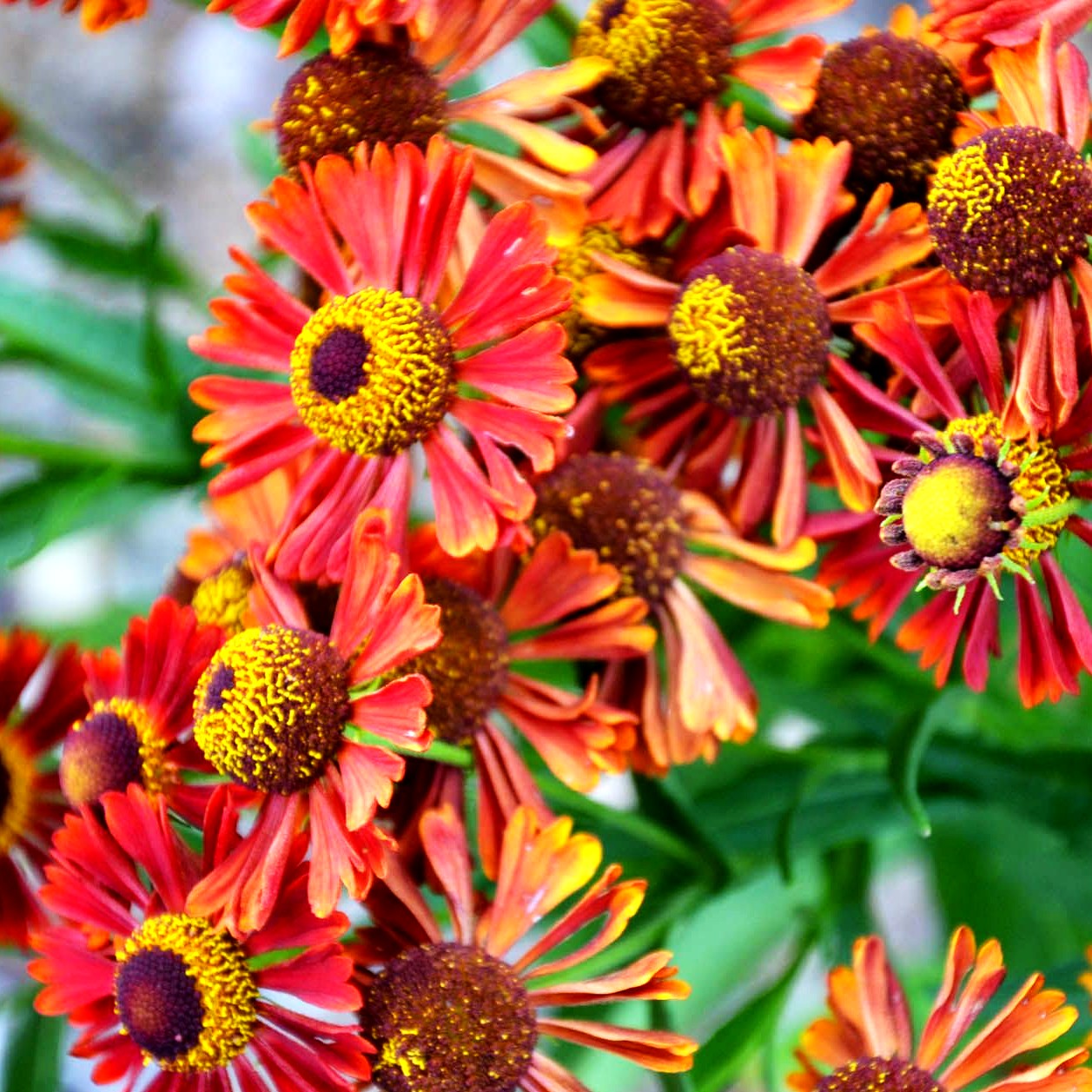 Kompakte Sonnenbraut 'Siesta' (Helenium autum. Mariachi-Ser.)