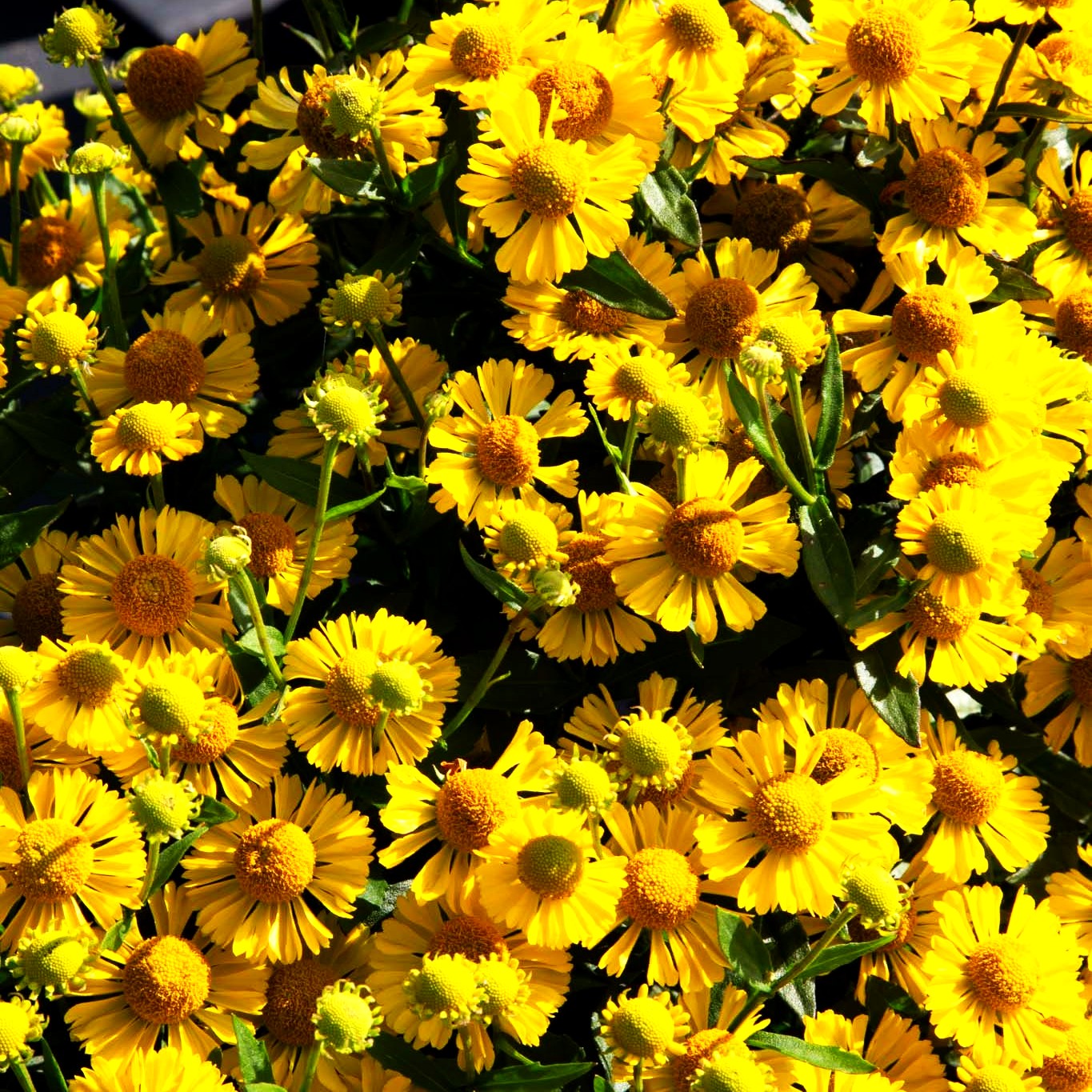 Kompakte Sonnenbraut 'Sombrero' (Helenium autum. Mariachi-Ser.)