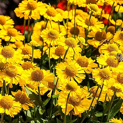 Kompakte Sonnenbraut 'Sombrero' (Helenium autum. Mariachi-Ser.)