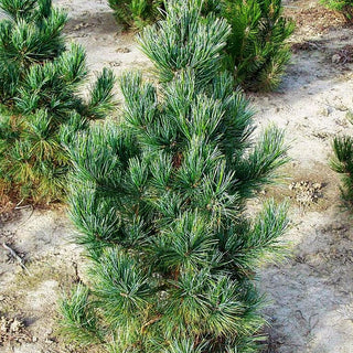 Kompakte Zirbel-Kiefer 'Compacta Glauca' (Pinus cembra)