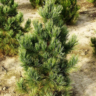 Kompakte Zirbel-Kiefer 'Compacta Glauca' (Pinus cembra)