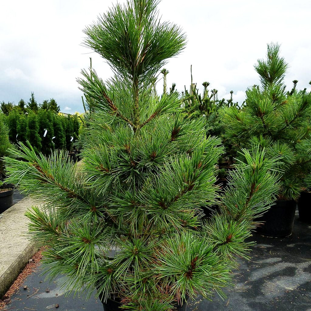 Kompakte Zirbel-Kiefer 'Compacta Glauca' (Pinus cembra)