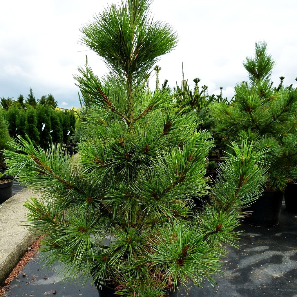 Kompakte Zirbel-Kiefer 'Compacta Glauca' (Pinus cembra)