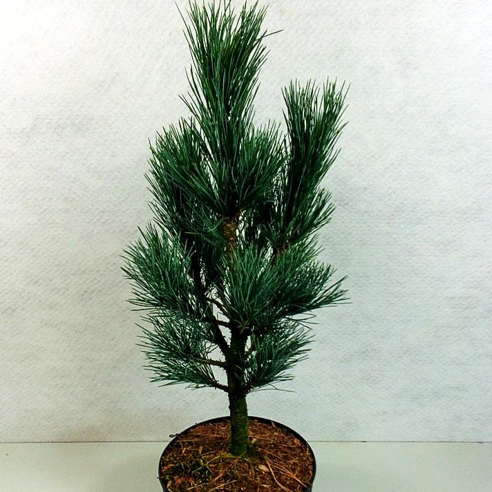 Kompakte Zirbel-Kiefer 'Compacta Glauca' (Pinus cembra)