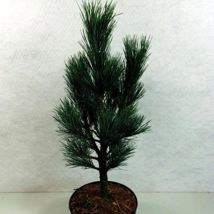 Kompakte Zirbel-Kiefer 'Compacta Glauca' (Pinus cembra)