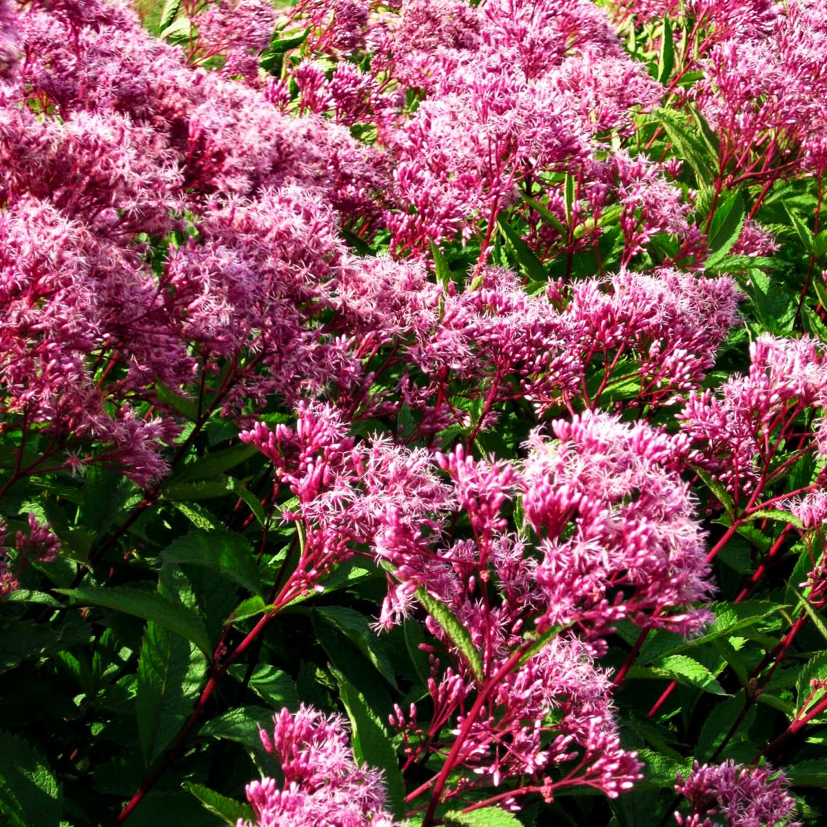 Kompakter Gartendost 'Augustrubin' (Eupatorium fistulosum)