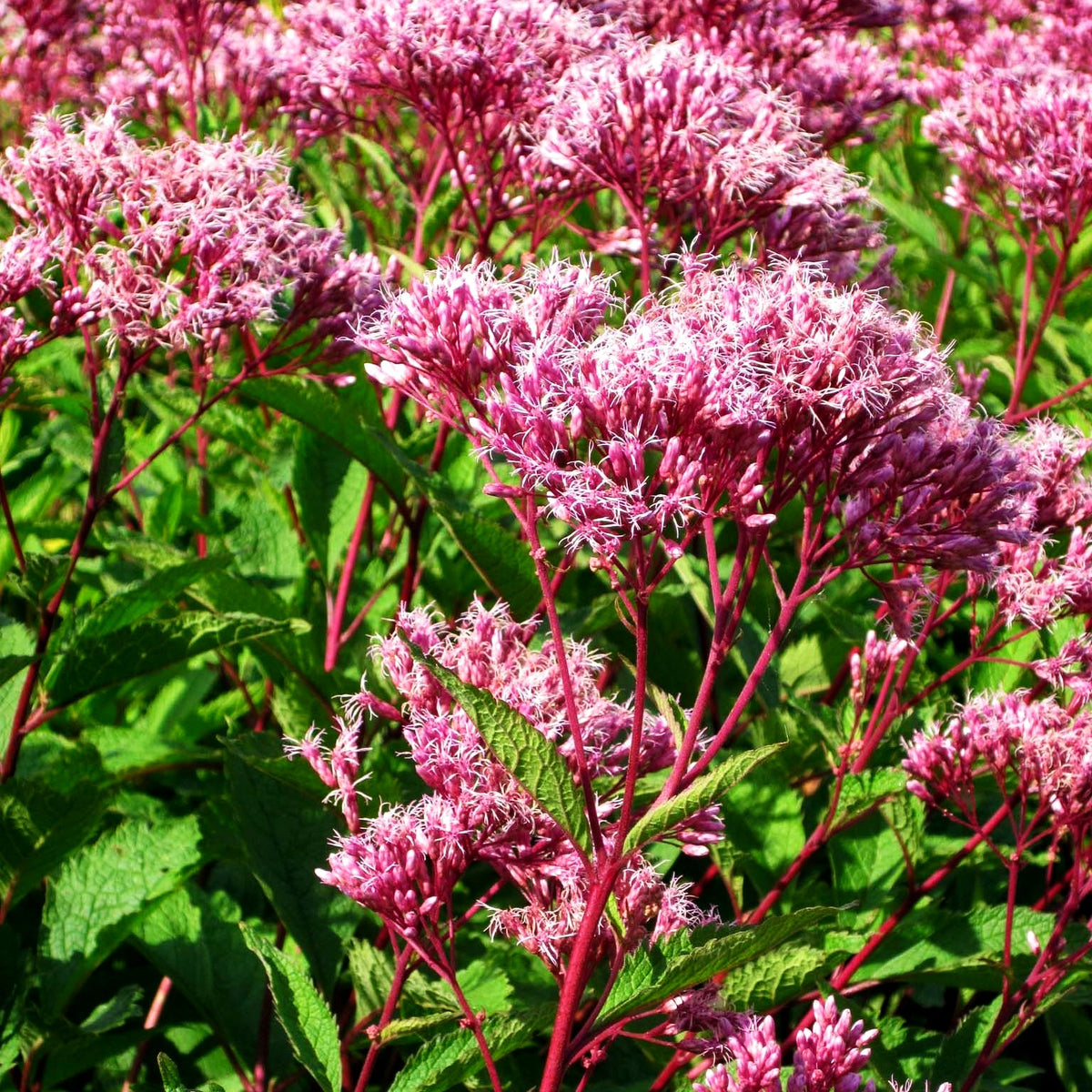 Kompakter Gartendost 'Augustrubin' (Eupatorium fistulosum)