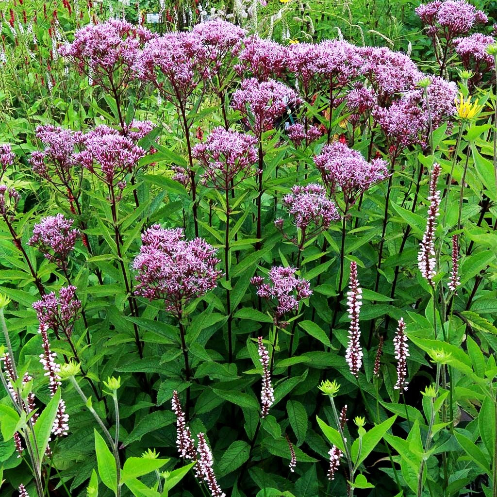 Kompakter Gartendost 'Baby Joe' (Eupatorium fistulosum)