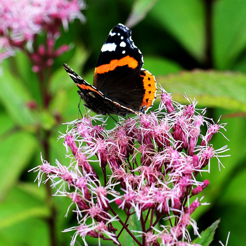 Kompakter Gartendost 'Baby Joe' (Eupatorium fistulosum)