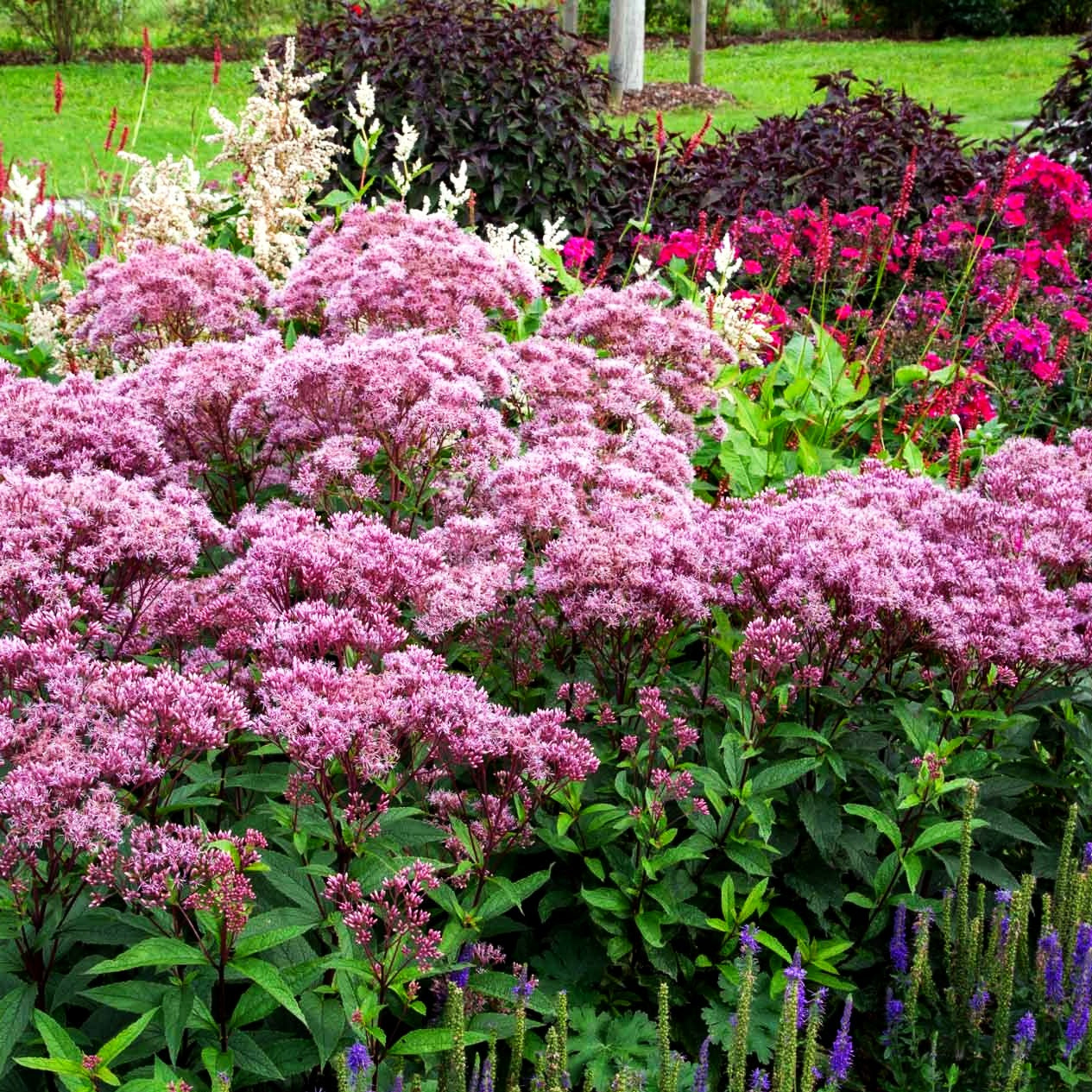 Kompakter Gartendost 'Baby Joe' (Eupatorium fistulosum)
