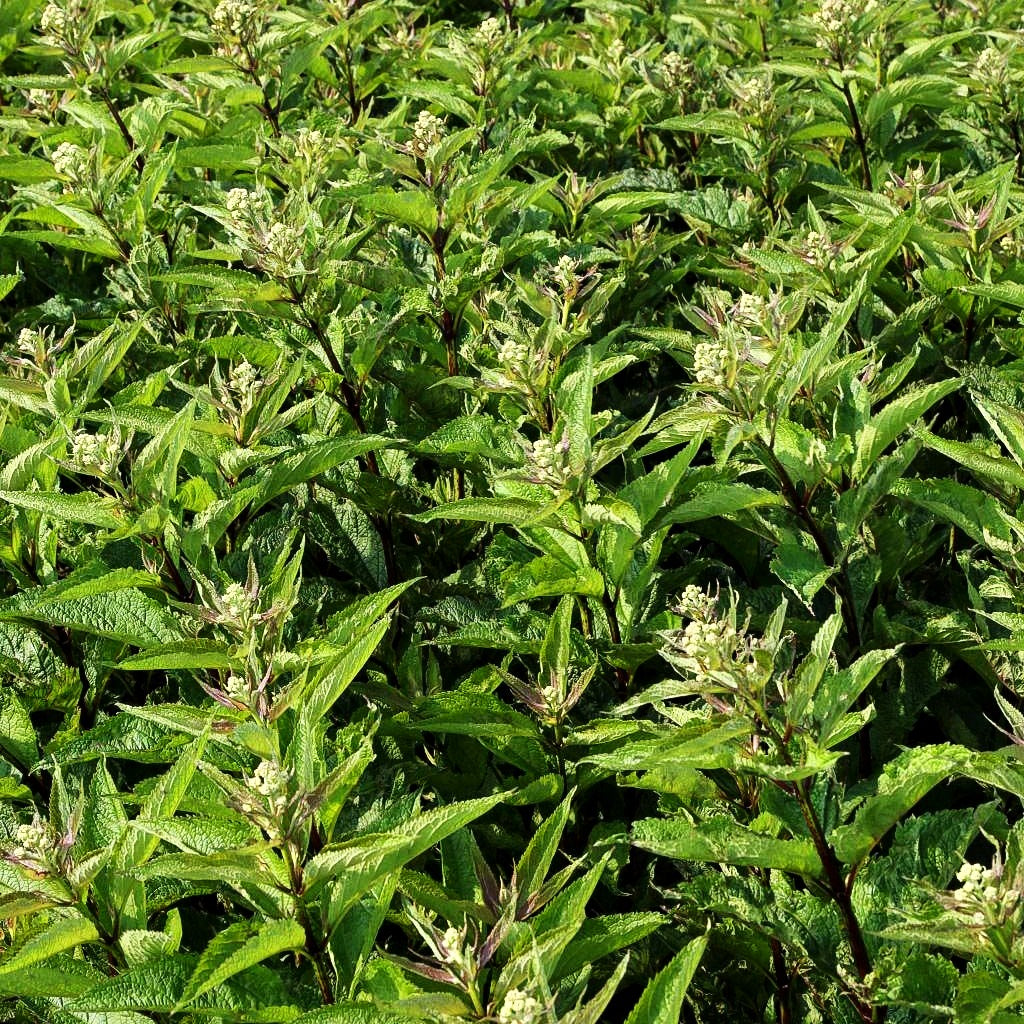 Kompakter Gartendost 'Baby Joe' (Eupatorium fistulosum)