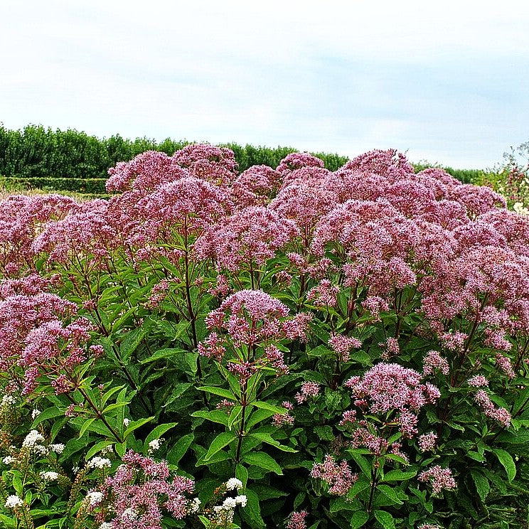 Kompakter Gartendost 'Baby Joe' (Eupatorium fistulosum)