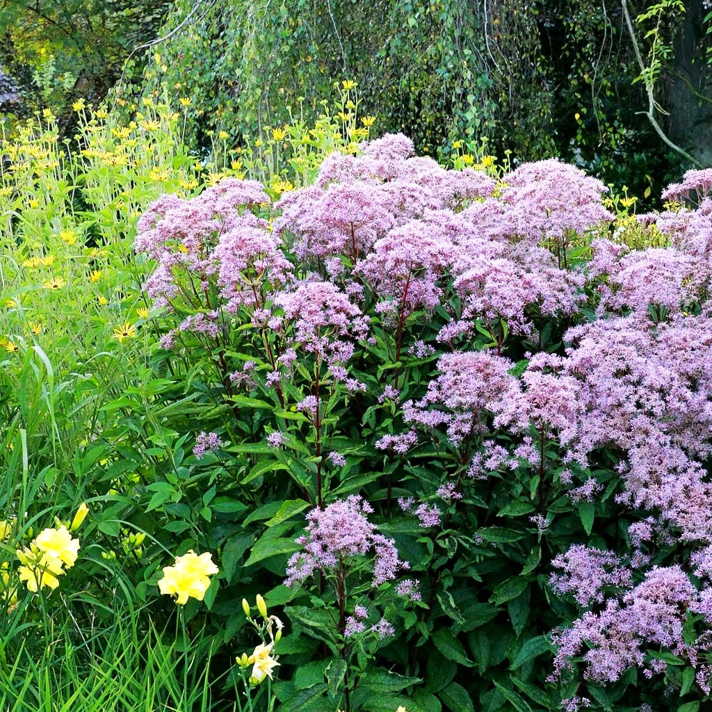Kompakter Gartendost 'Phantom' (Eupatorium fistulosum)
