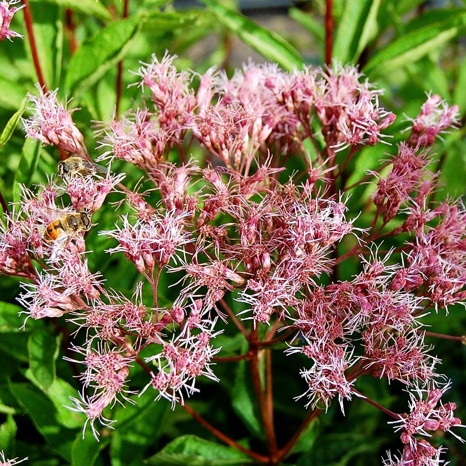 Kompakter Gartendost 'Phantom' (Eupatorium fistulosum)