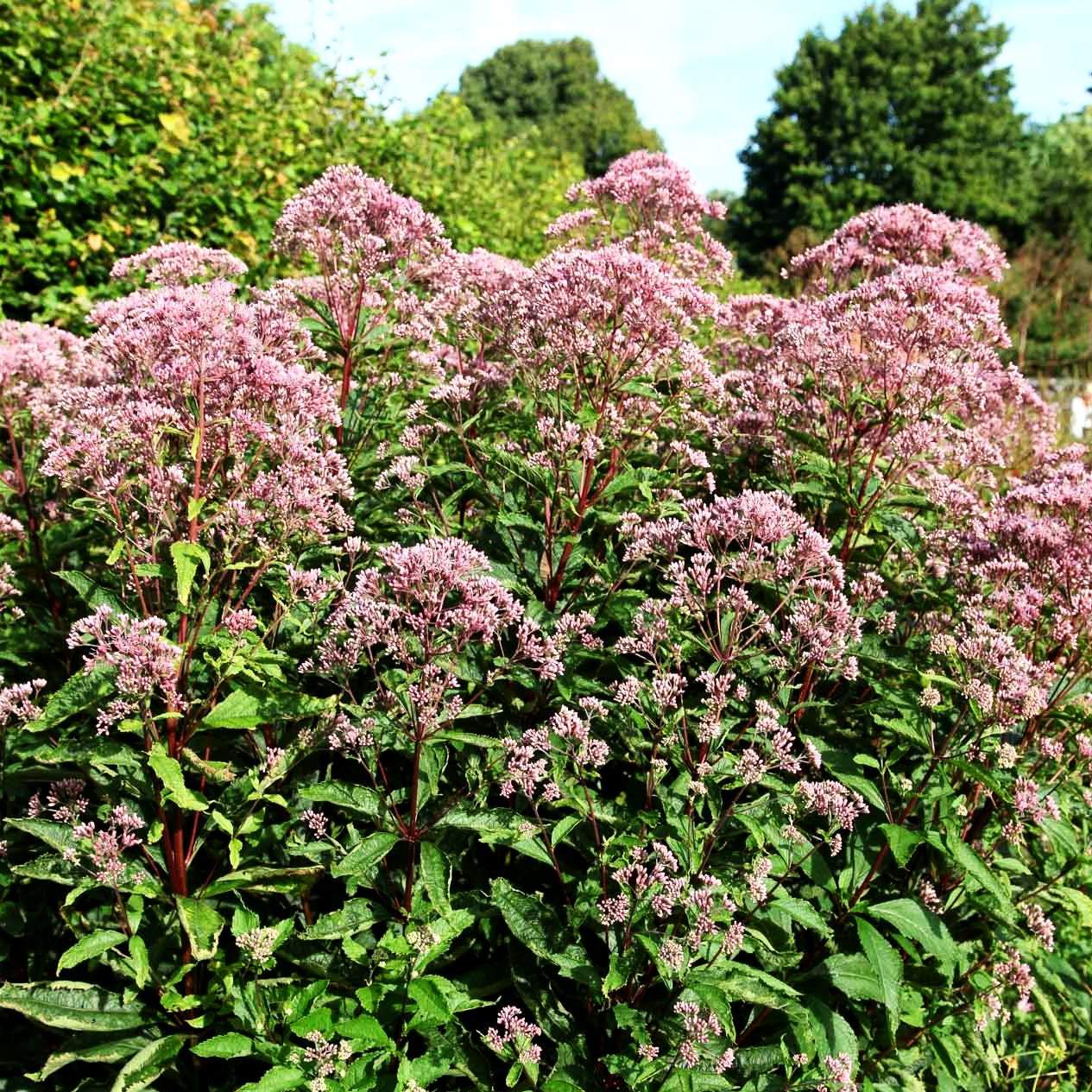 Kompakter Gartendost 'Phantom' (Eupatorium fistulosum)