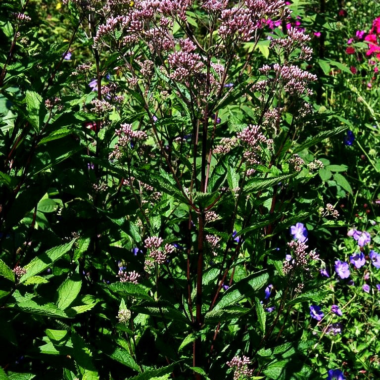 Kompakter Gartendost 'Phantom' (Eupatorium fistulosum)