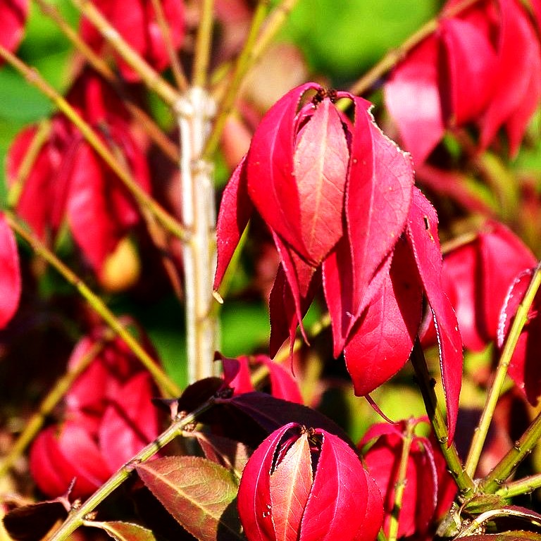 Kompakter Kork-Flügelstrauch 'Compactus' (Euonymus alatus)