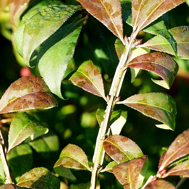 Kompakter Kork-Flügelstrauch 'Compactus' (Euonymus alatus)