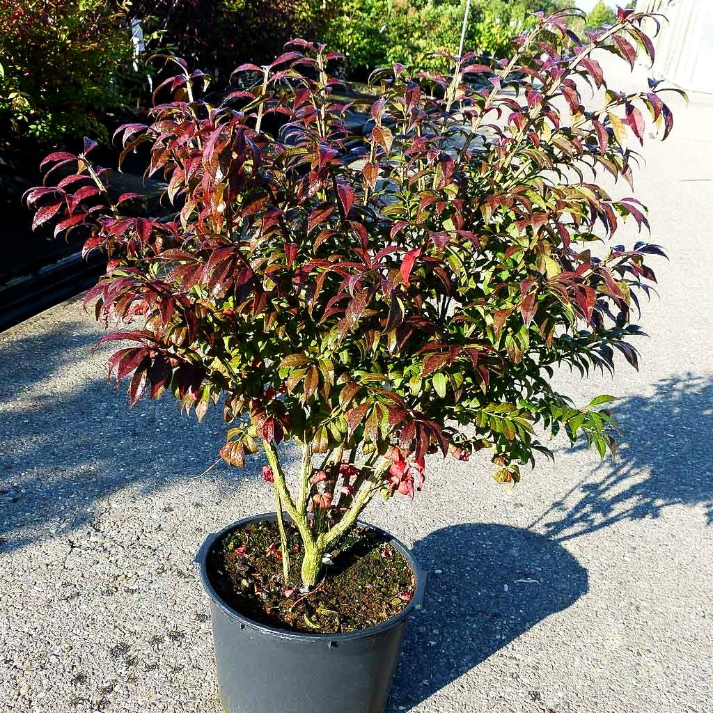 Kompakter Kork-Flügelstrauch 'Compactus' (Euonymus alatus)