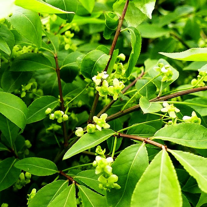 Kompakter Kork-Flügelstrauch 'Compactus' (Euonymus alatus)