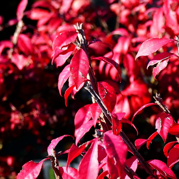 Kompakter Kork-Flügelstrauch 'Little Moses' (Euonymus alatus)