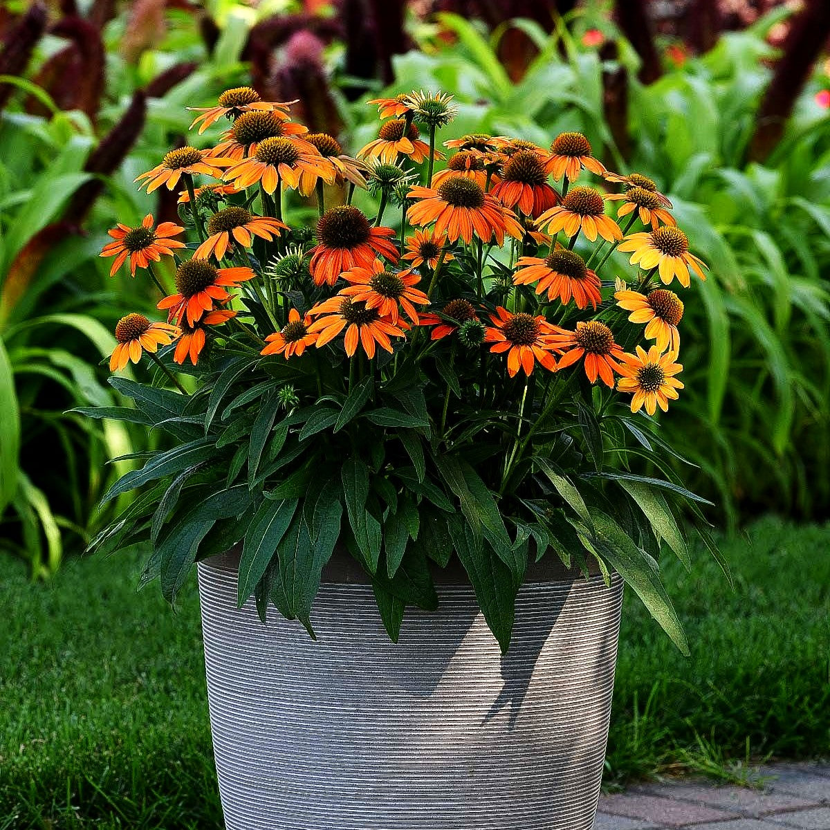 Kompakter Scheinsonnenhut 'Lakota Orange' (Echinacea purpurea)