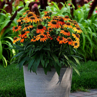 Kompakter Scheinsonnenhut 'Lakota Orange' (Echinacea purpurea)