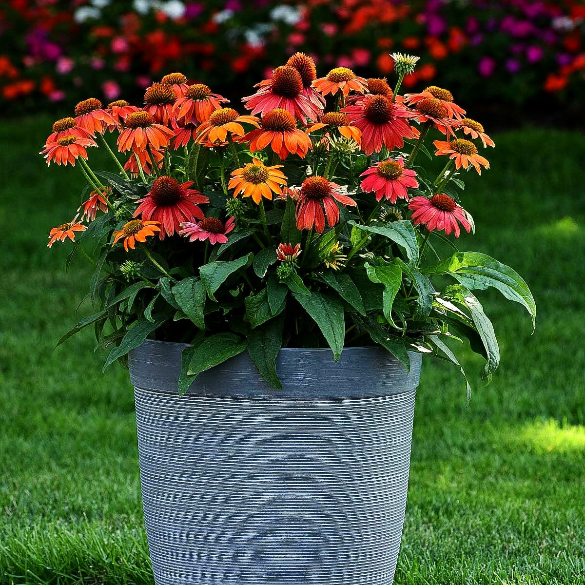 Kompakter Scheinsonnenhut 'Lakota Red' (Echinacea purpurea)