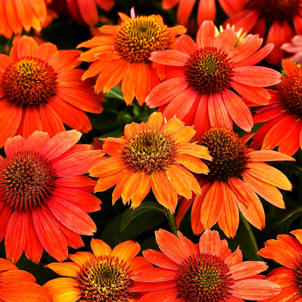 Kompakter Scheinsonnenhut 'Lakota Red' (Echinacea purpurea)
