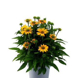 Kompakter Scheinsonnenhut 'Lakota Yellow' (Echinacea purpurea)