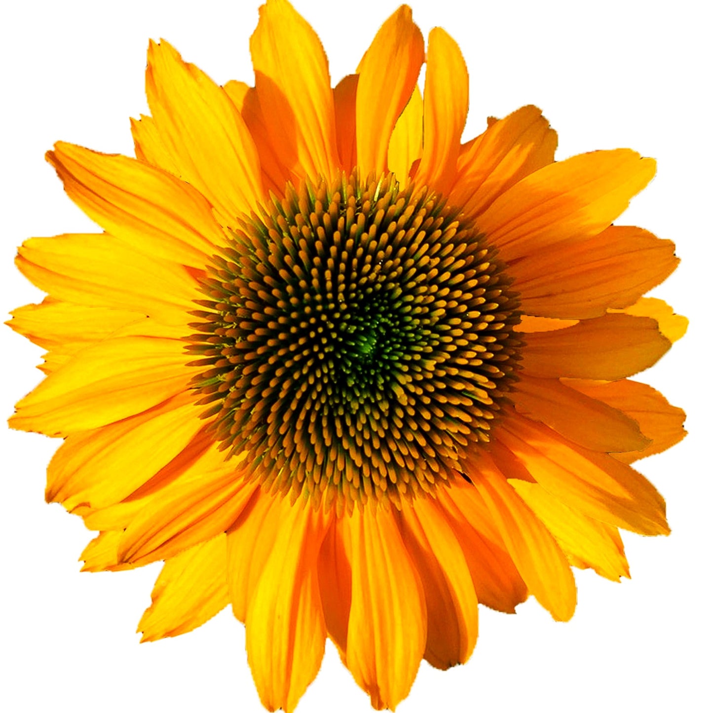 Kompakter Scheinsonnenhut 'Lakota Yellow' (Echinacea purpurea)
