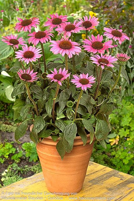 Kompakter Scheinsonnenhut 'Little Magnus' (Echinacea purpurea)