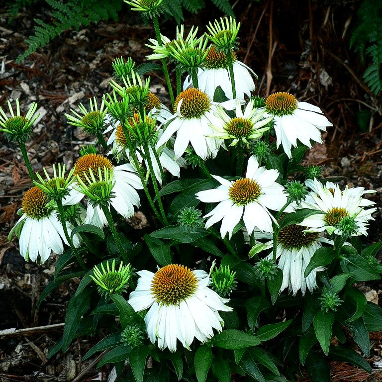 Kompakter Scheinsonnenhut 'Polar Breeze' (Echinacea purpurea)