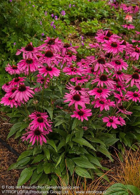 Kompakter Scheinsonnenhut 'Purple Emperor' (Echinacea purpurea)