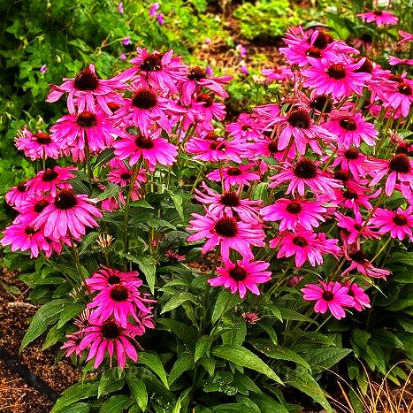 Kompakter Scheinsonnenhut 'Purple Emperor' (Echinacea purpurea)