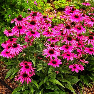 Kompakter Scheinsonnenhut 'Purple Emperor' (Echinacea purpurea)