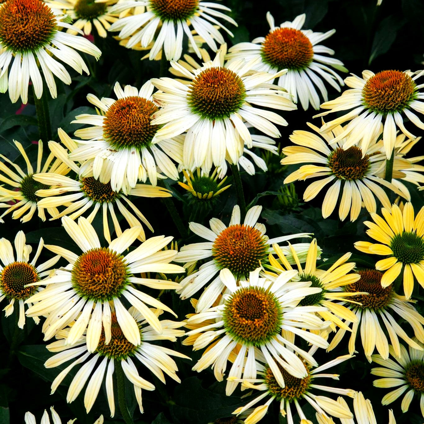 Kompakter Scheinsonnenhut 'Shiny' (Echinacea purpurea)