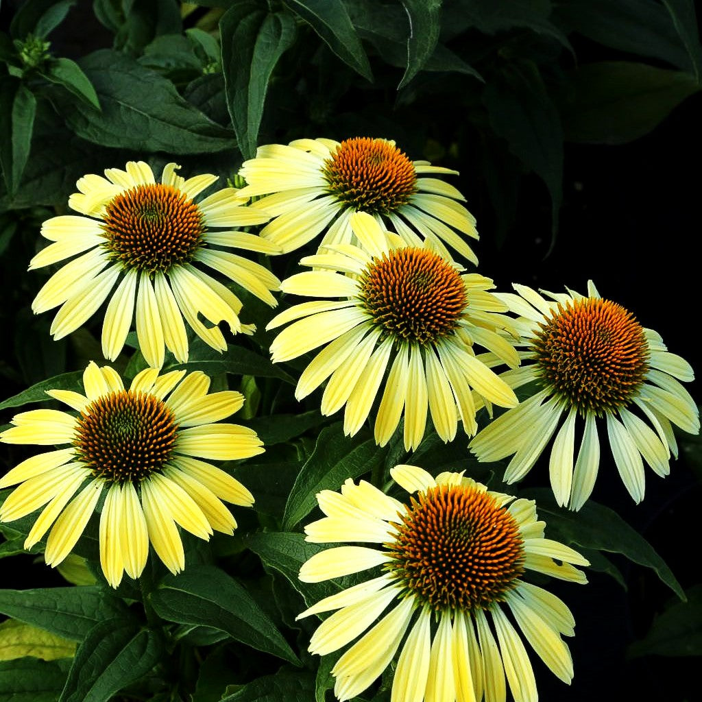 Kompakter Scheinsonnenhut 'Shiny' (Echinacea purpurea)