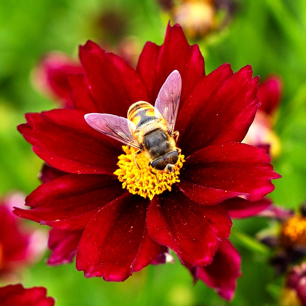 Kompaktes Mädchenauge 'l Bang 'Red Elf' (Coreopsis Li)