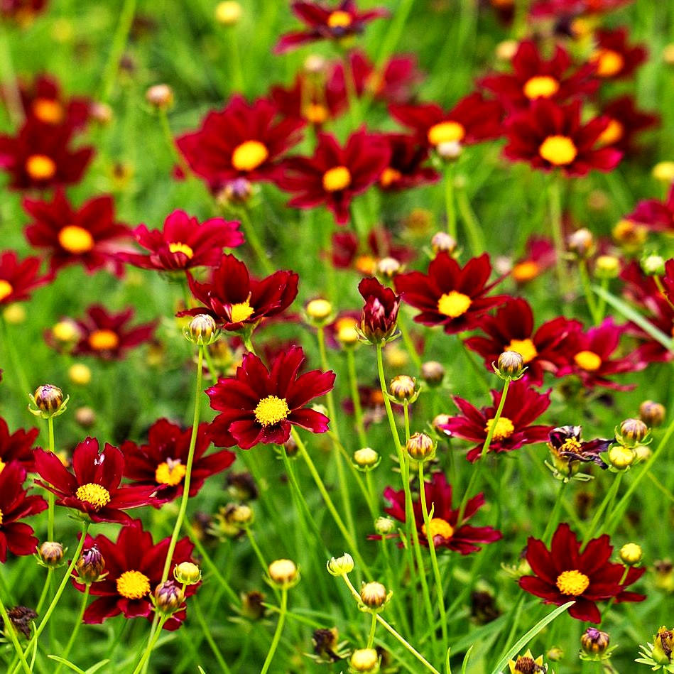 Kompaktes Mädchenauge 'l Bang 'Red Elf' (Coreopsis Li)