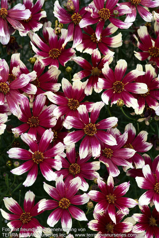 Kompaktes Mädchenauge 'Sunstar Rose' (Coreopsis verticillata)